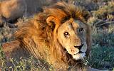 TANZANIA - Serengeti National Park - Leoni Lions - 53